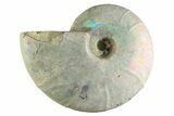 Silver Iridescent Ammonite (Cleoniceras) Fossil - Madagascar #345609-1